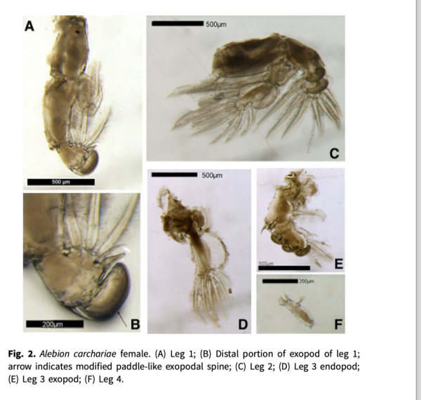 Alebion carchariae Alebion carchariae