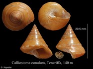 Calliostoma conulus