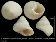 Cantrainea peloritana