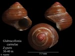 Glabracollonia carmelae