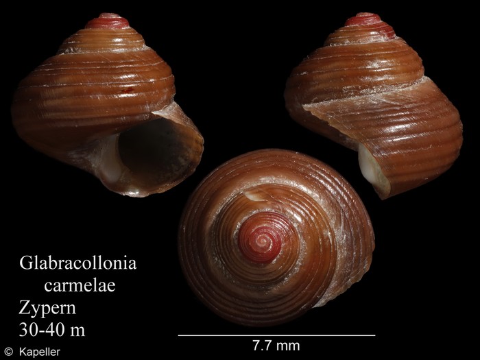 Glabracollonia carmelae