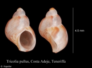 Tricolia pullus