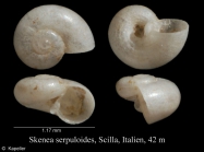 Skenea serpuloides