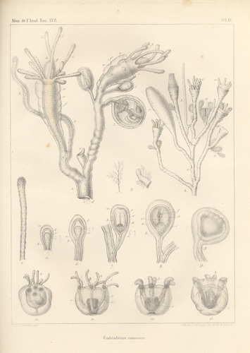 Van Beneden (1844, pl. 4) Van Beneden (1844, pl. 4)