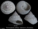 Steromphala albida