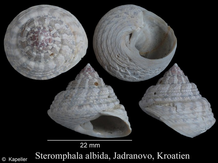 Steromphala albida