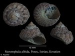 Steromphala albida
