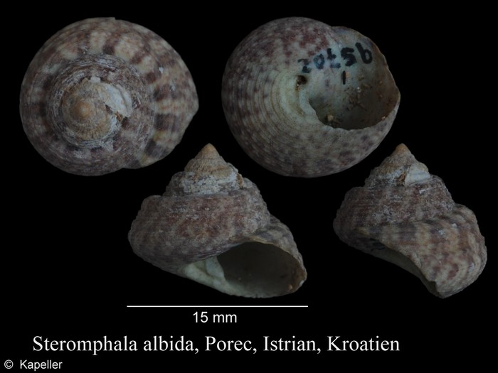 Steromphala albida