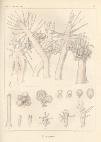 Van Beneden (1844, pl. 5) Van Beneden (1844, pl. 5)