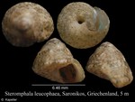 Steromphala leucophaea
