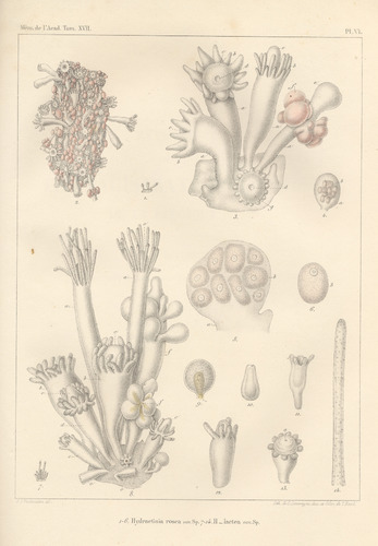 Van Beneden (1844, pl. 6) Van Beneden (1844, pl. 6)