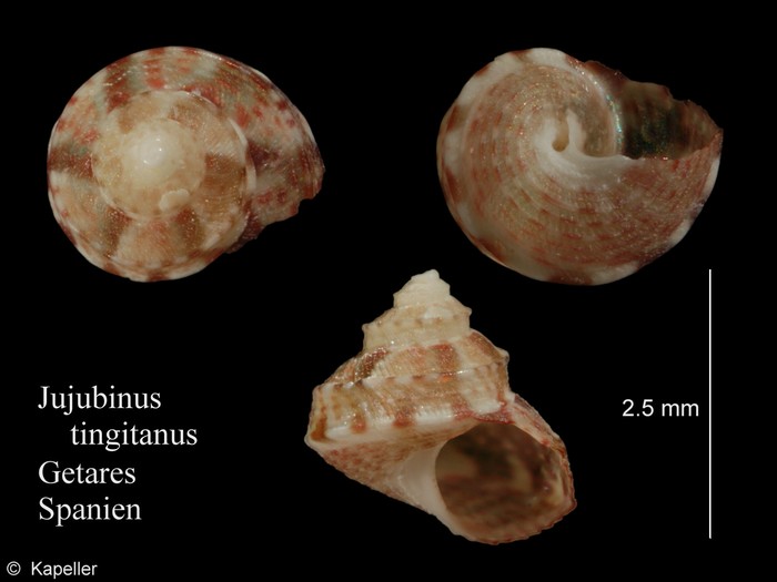 Jujubinus tingitanus