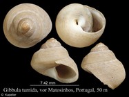 Gibbula tumida