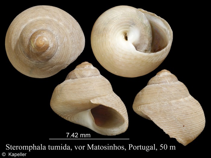 Steromphala tumida