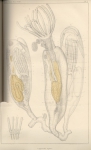 <B>Van Beneden, P.-J.</B> (1845). Recherches sur l'organisation des Laguncula et l'histoire naturelle des différents Polypes bryozoaires qui habitent la côte d'Ostende Nouveaux Mémoires de l'Académie Royale des Sciences et des Belles-Lettres de 