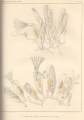 Ctenostomatida