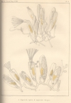 <B>Van Beneden, P.-J.</B> (1845). Recherches sur l'organisation des Laguncula et l'histoire naturelle des différents Polypes bryozoaires qui habitent la côte d'Ostende Nouveaux Mémoires de l'Académie Royale des Sciences et des Belles-Lettres de 