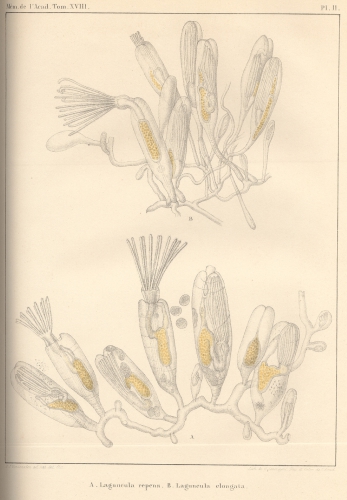 Van Beneden (1845, pl. 2) Van Beneden (1845, pl. 2)