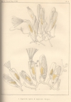 Van Beneden, P.-J. (1845). Recherches sur l'organisation des Laguncula et l'histoire naturelle des différents Polypes bryozoaires qui habitent la côte d'Ostende Nouveaux Mémoires de l'Académie Royale des Sciences et des Belles-Lettres de 