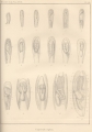 Ctenostomatida