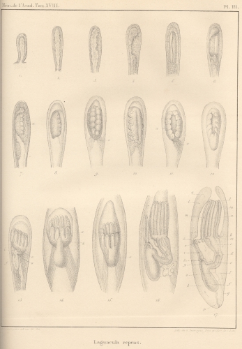 Van Beneden (1845, pl. 3) Van Beneden (1845, pl. 3)