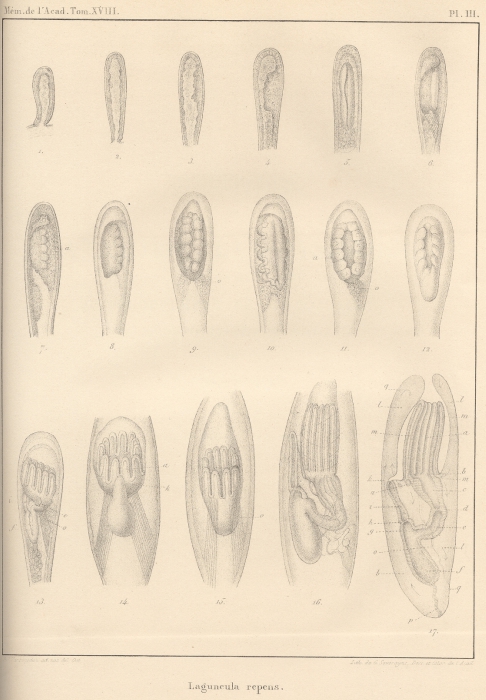 Van Beneden (1845, pl. 3)