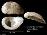 Stomatella impertusa