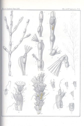 Van Beneden (1845, pl. 2) Van Beneden (1845, pl. 2)