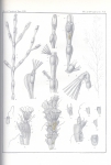 Van Beneden, P.-J. (1845). Recherches sur l'anatomie, la physiologie et le développement des Bryozoaires qui habitent la côte d'Ostende Nouveaux Mémoires de l'Académie Royale des Sciences et des Belles-Lettres de Bruxelles. In 4° XVIII: 1-44