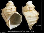 Ariadnaria borealis