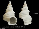 Ariadnaria conica