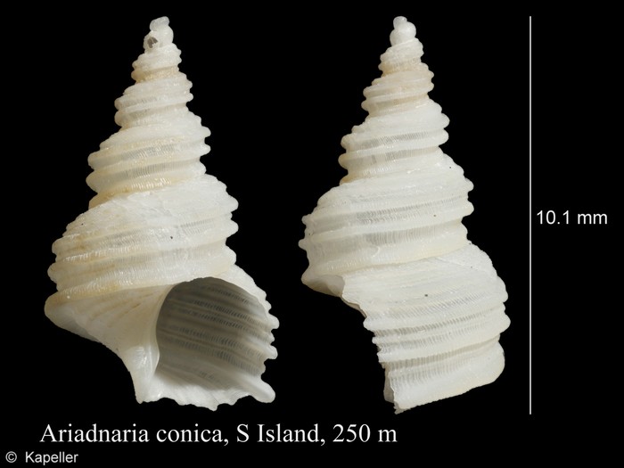 Ariadnaria conica
