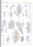 <B>Van Beneden, P.-J.</B> (1845). Recherches sur l'anatomie, la physiologie et le développement des Bryozoaires qui habitent la côte d'Ostende Nouveaux Mémoires de l'Académie Royale des Sciences et des Belles-Lettres de Bruxelles. In 4° XVIII: 1-44