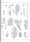 Van Beneden, P.-J. (1845). Recherches sur l'anatomie, la physiologie et le développement des Bryozoaires qui habitent la côte d'Ostende Nouveaux Mémoires de l'Académie Royale des Sciences et des Belles-Lettres de Bruxelles. In 4° XVIII: 1-44