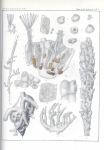 Bryozoa
