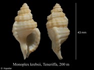 Monoplex krebsii