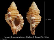 Monoplex martinianus