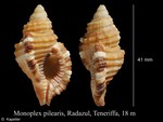 Monoplex pilearis
