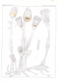 Entoprocta (goblet worms)