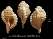 Monoplex trigonus