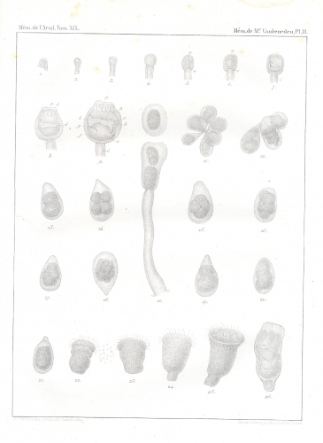 Van Beneden (1845, pl. 2) Van Beneden (1845, pl. 2)