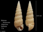 Bittium lactescens