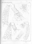<B>Van Beneden, P.-J.</B> (1867). Recherches sur la faune littorale de Belgique (Polypes) Mém. Acad. R. Sci. Lett. B.-Arts Belg., Collect. 4 XXXVI: 1-207, plates I-XIX