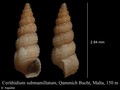 Caenogastropoda