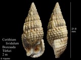 Cerithium lividulum, author: Kapeller, Rudolf