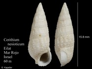 Cerithium nesioticum