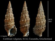 Cerithium vulgatum