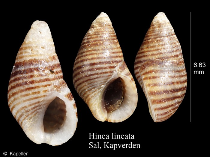 Hinea lineata