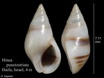 Hinea punctostriata
