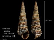 Pirenella conica